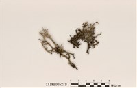 藏品(分枝石蕊)的圖片